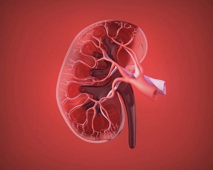 Kidney